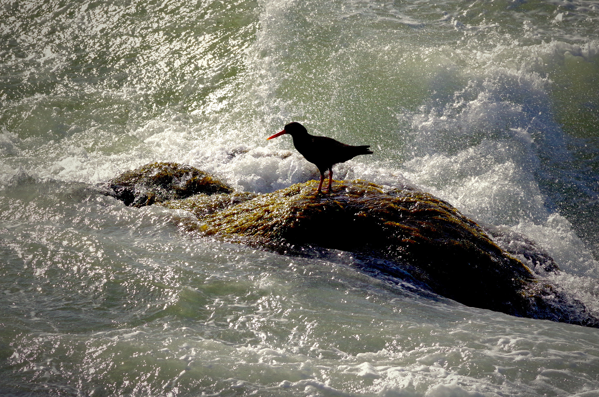 Pentax smc DA* 300mm F4.0 ED (IF) SDM sample photo. Life at the water's edge photography