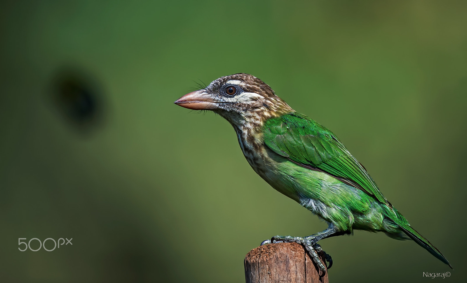 Nikon D4S + Nikon AF-S Nikkor 500mm F4G ED VR sample photo. Posing photography
