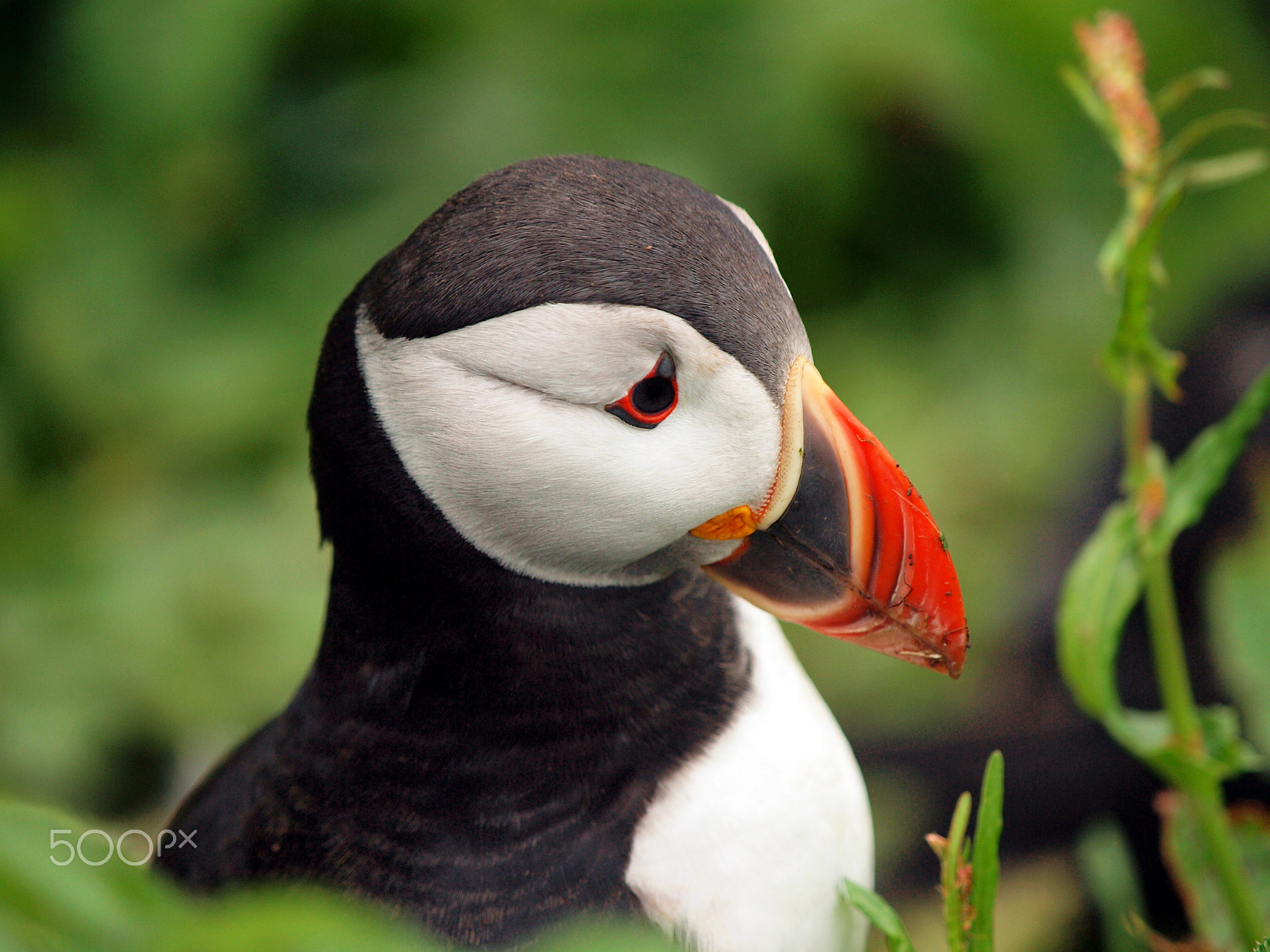 Olympus E-30 + Olympus Zuiko Digital ED 50-200mm F2.8-3.5 SWD sample photo. Puffin details photography