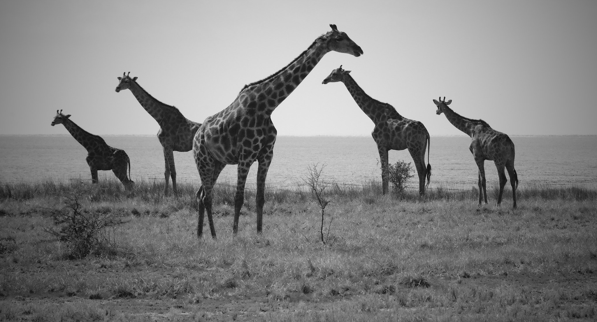 Pentax smc DA 55-300mm F4.0-5.8 ED sample photo. Etosha giraffes photography