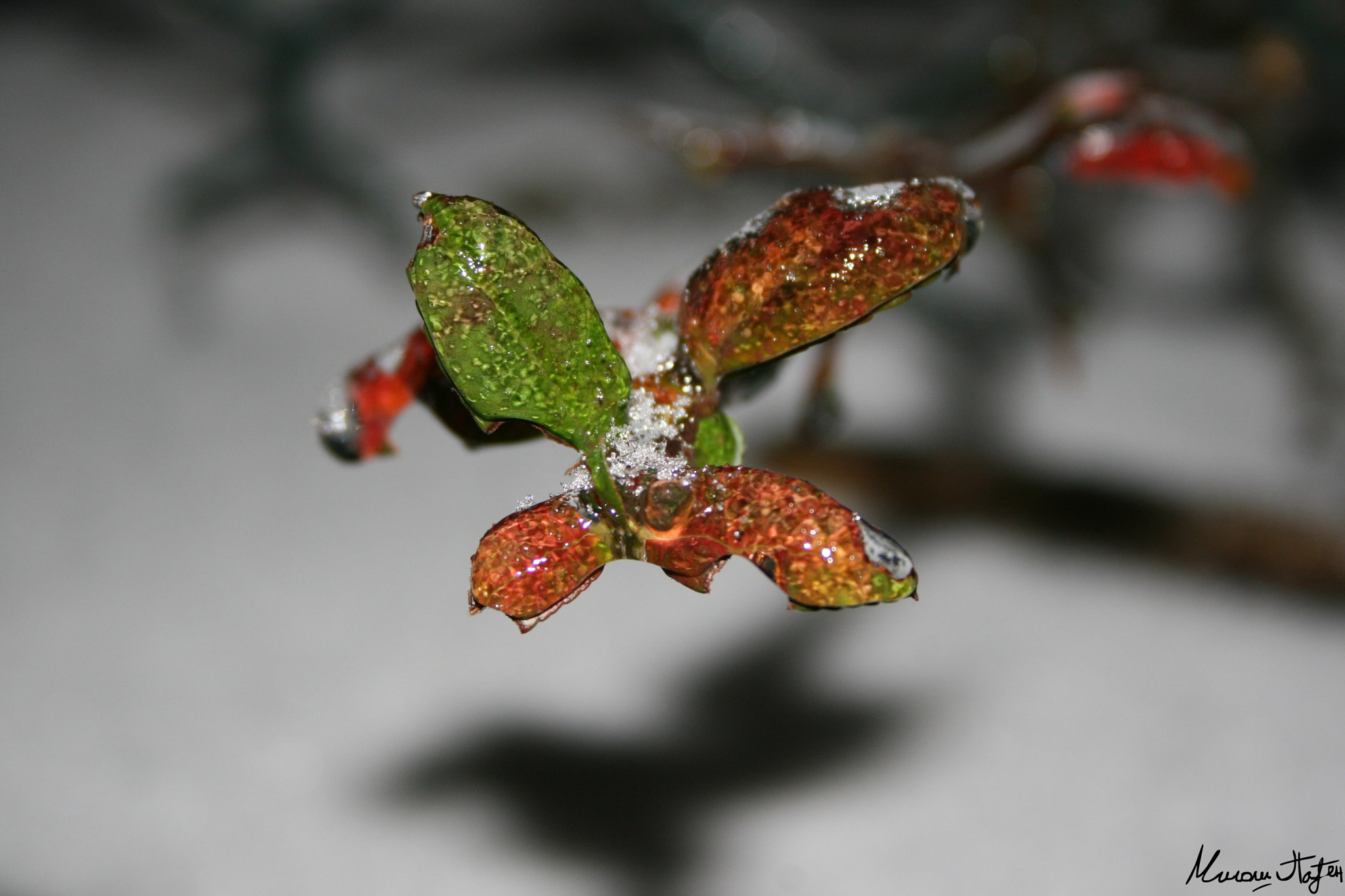 Canon EF-S 18-55mm F3.5-5.6 sample photo. Frozen flower photography