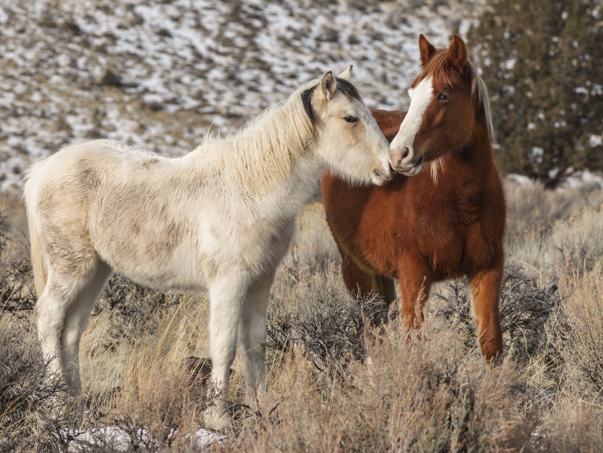 smc PENTAX-FA 645 400mm F5.6 ED [IF] sample photo. Horsepair photography