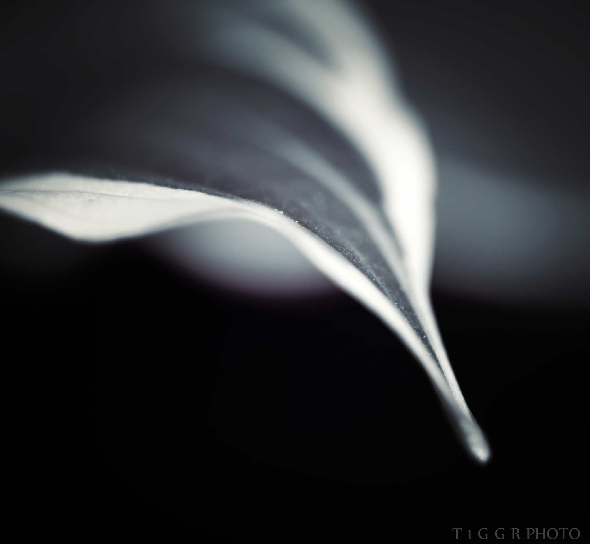 Samsung NX 60mm F2.8 Macro ED OIS SSA sample photo. Tip photography