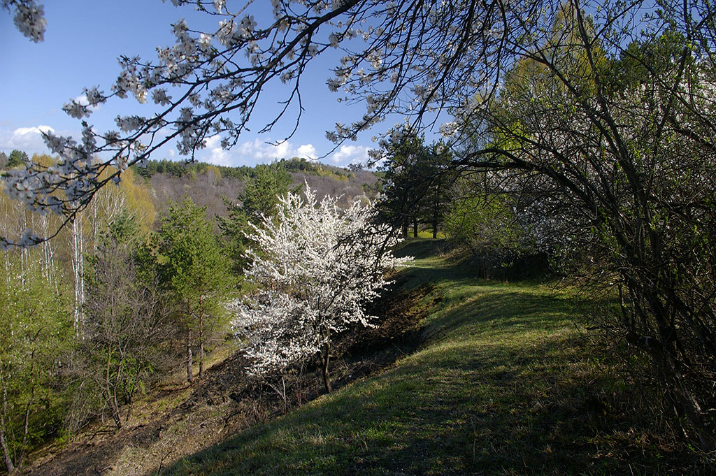 Pentax K110D sample photo. Spring in moutains. photography