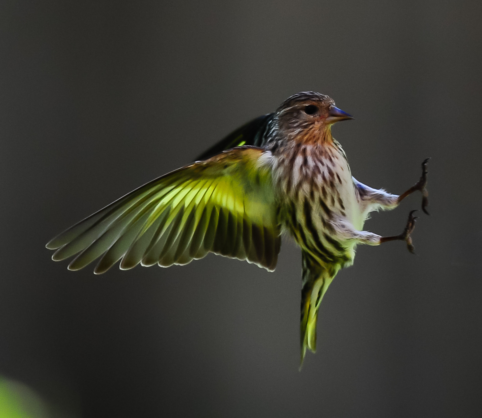 Nikon AF-S Nikkor 400mm F2.8G ED VR II sample photo. Siskin photography