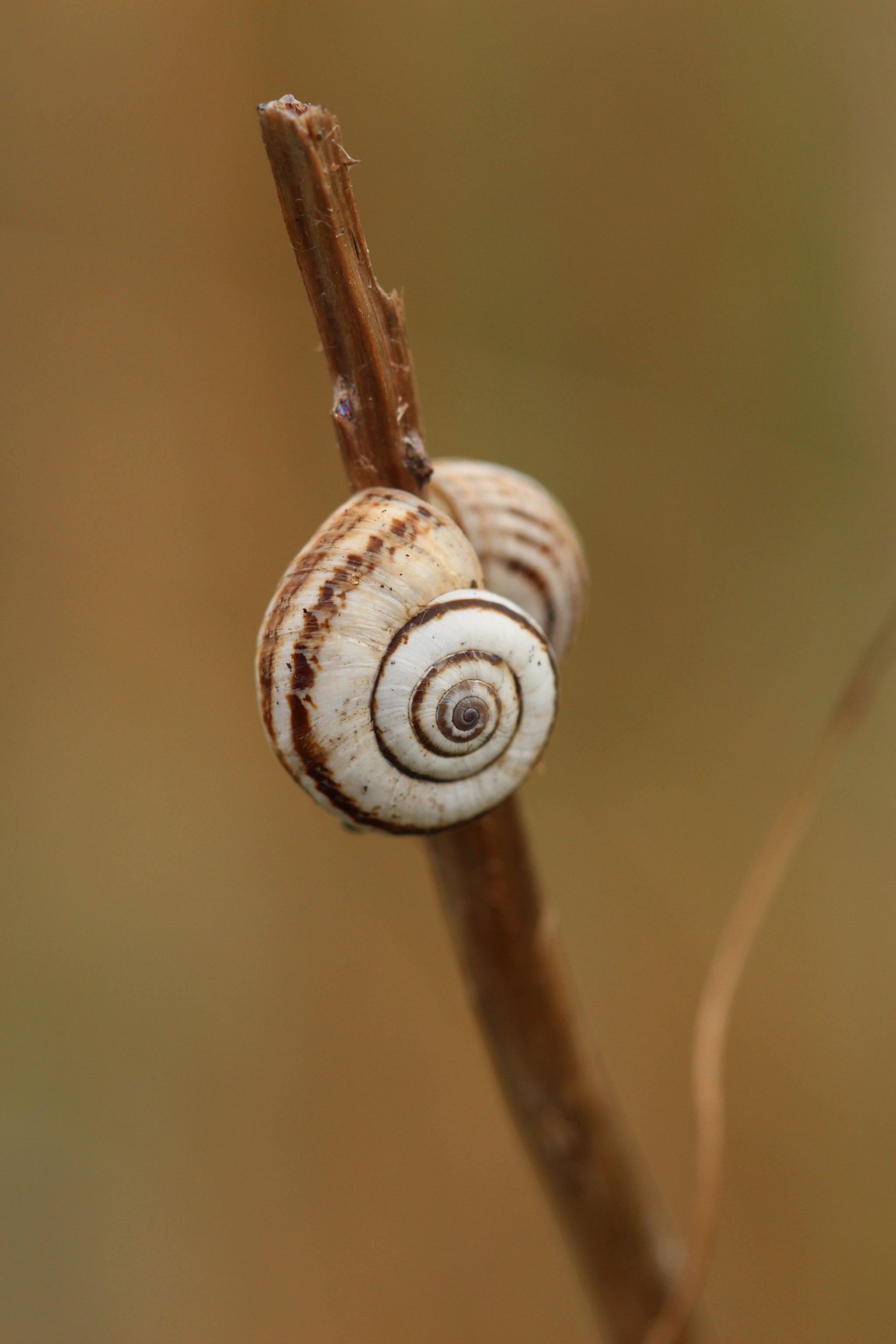 Canon EOS 650D (EOS Rebel T4i / EOS Kiss X6i) + Canon EF 100mm F2.8 Macro USM sample photo. Snail couple photography