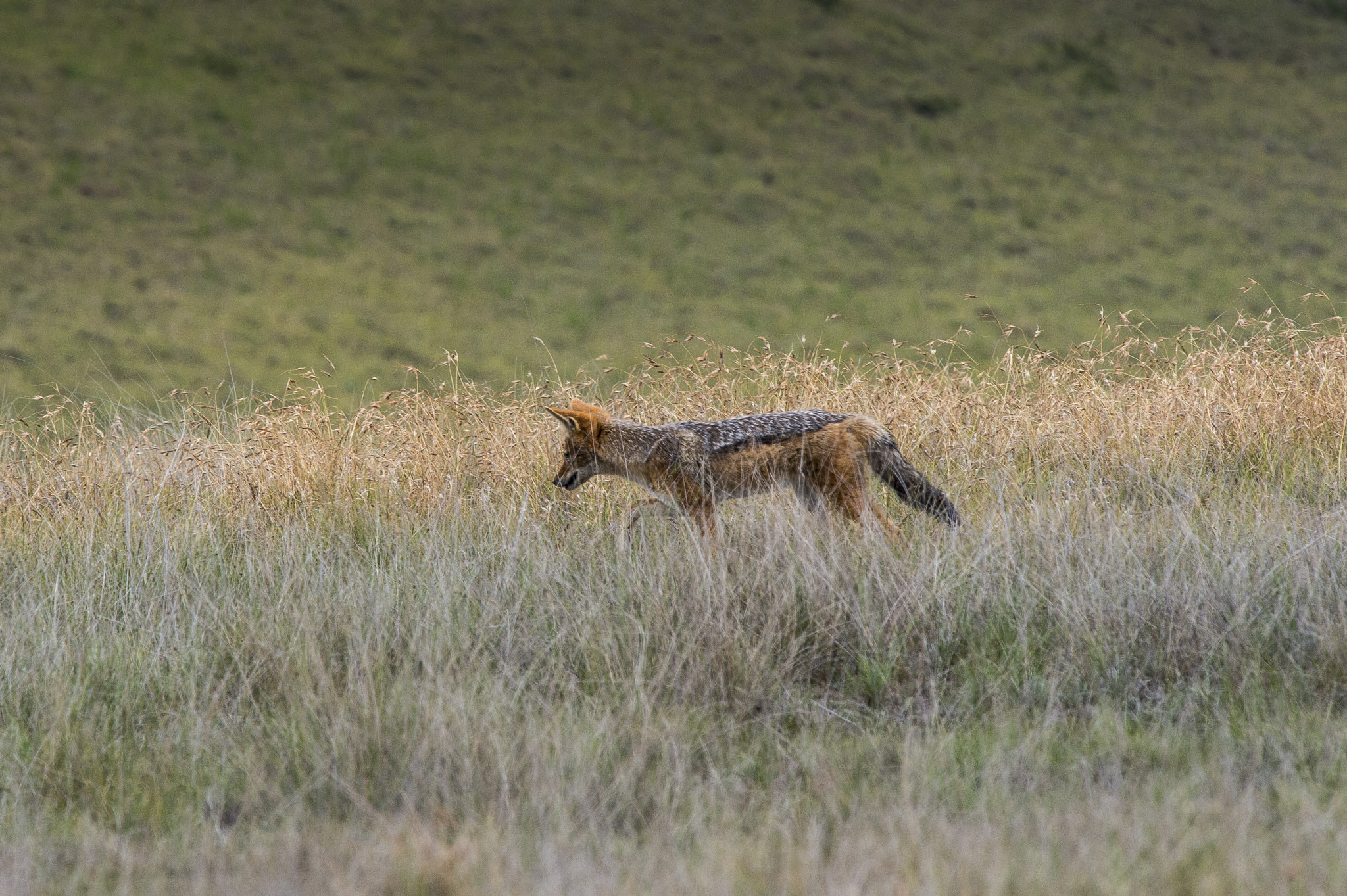 Nikon Nikkor AF-S 300mm F4E PF ED VR sample photo. Black-backed jackal, golden gate game reserve photography