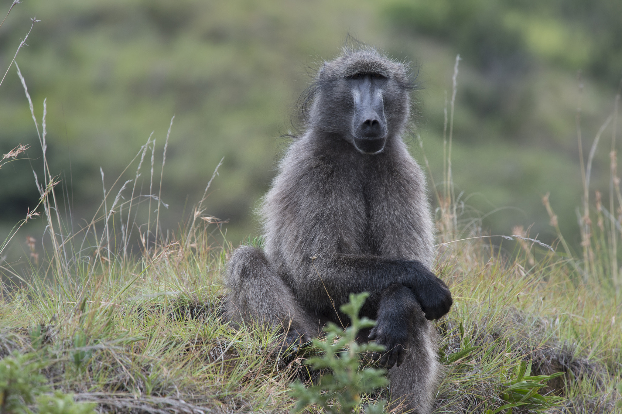 Nikon Nikkor AF-S 300mm F4E PF ED VR sample photo. Chacma baboon, golden gate game reserve photography