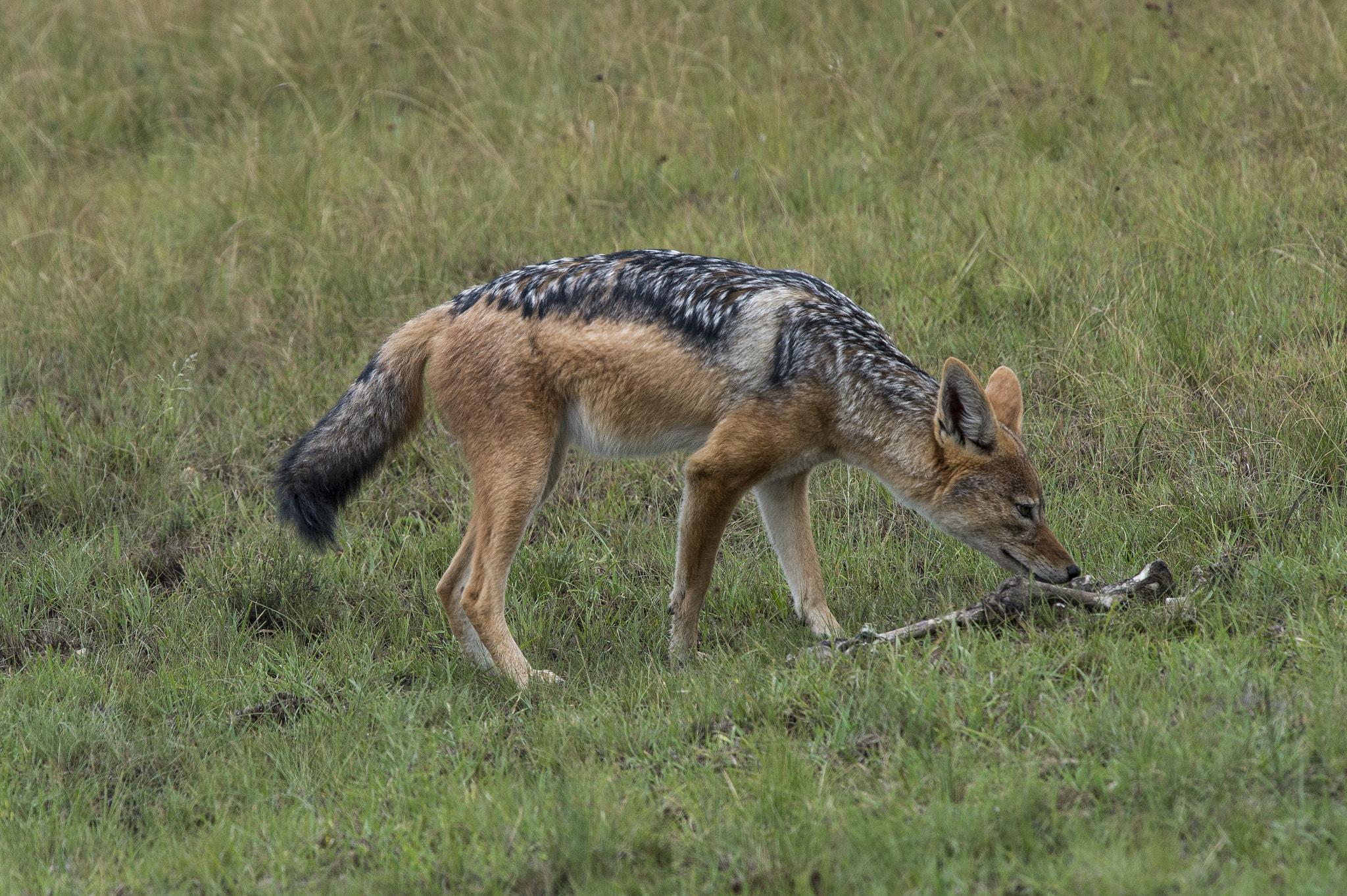 Nikon Nikkor AF-S 300mm F4E PF ED VR sample photo. Black-backed jackal, golden gate game reserve photography