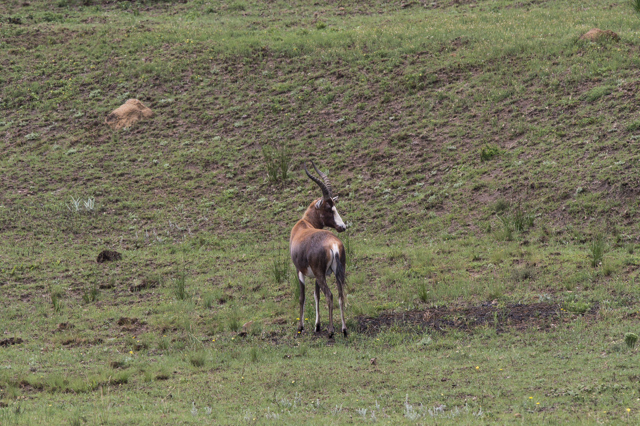 Nikon Nikkor AF-S 300mm F4E PF ED VR sample photo. Springbok, golden gate game reserve photography