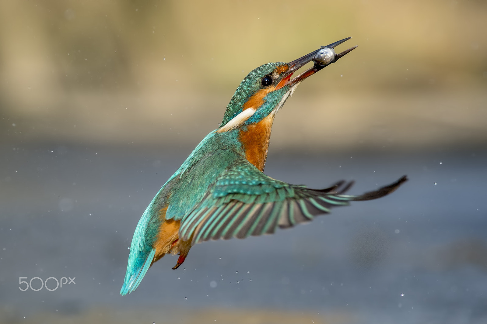 Nikon AF-S Nikkor 70-200mm F4G ED VR sample photo. Kingfisher photography