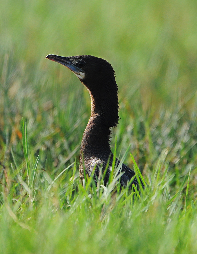 Nikon AF-S Nikkor 200-500mm F5.6E ED VR sample photo. Black bird photography
