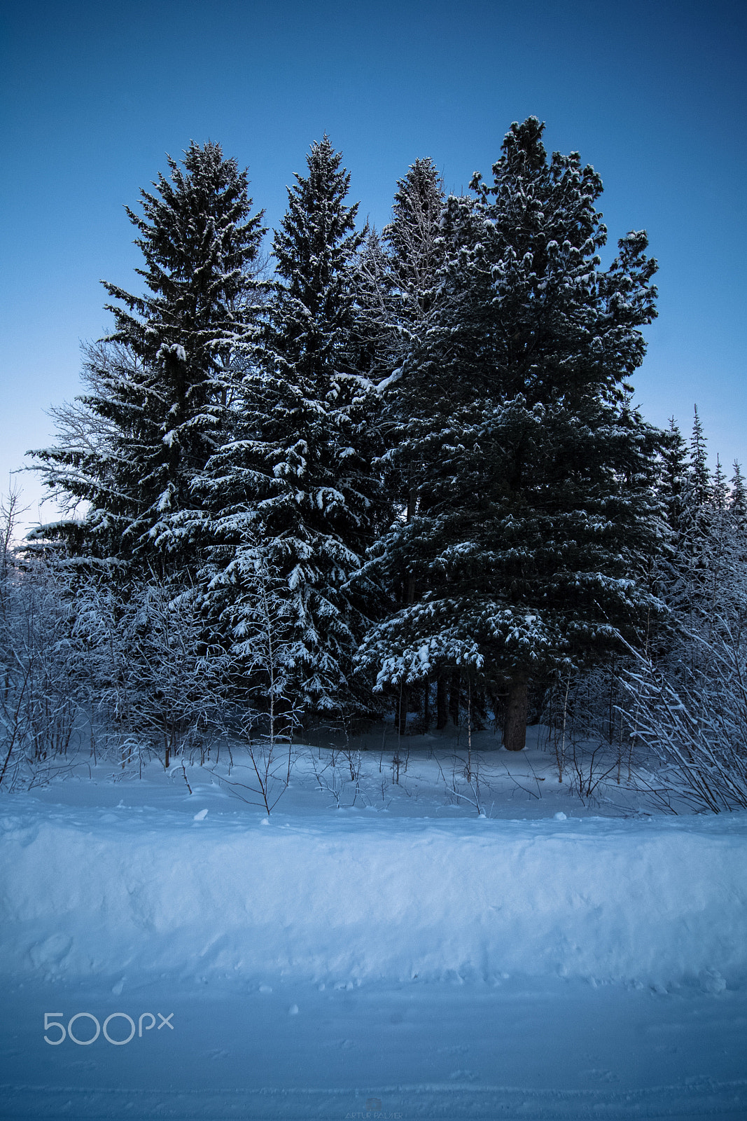Tokina AT-X Pro 12-24mm F4 (IF) DX sample photo. Winter forest photography
