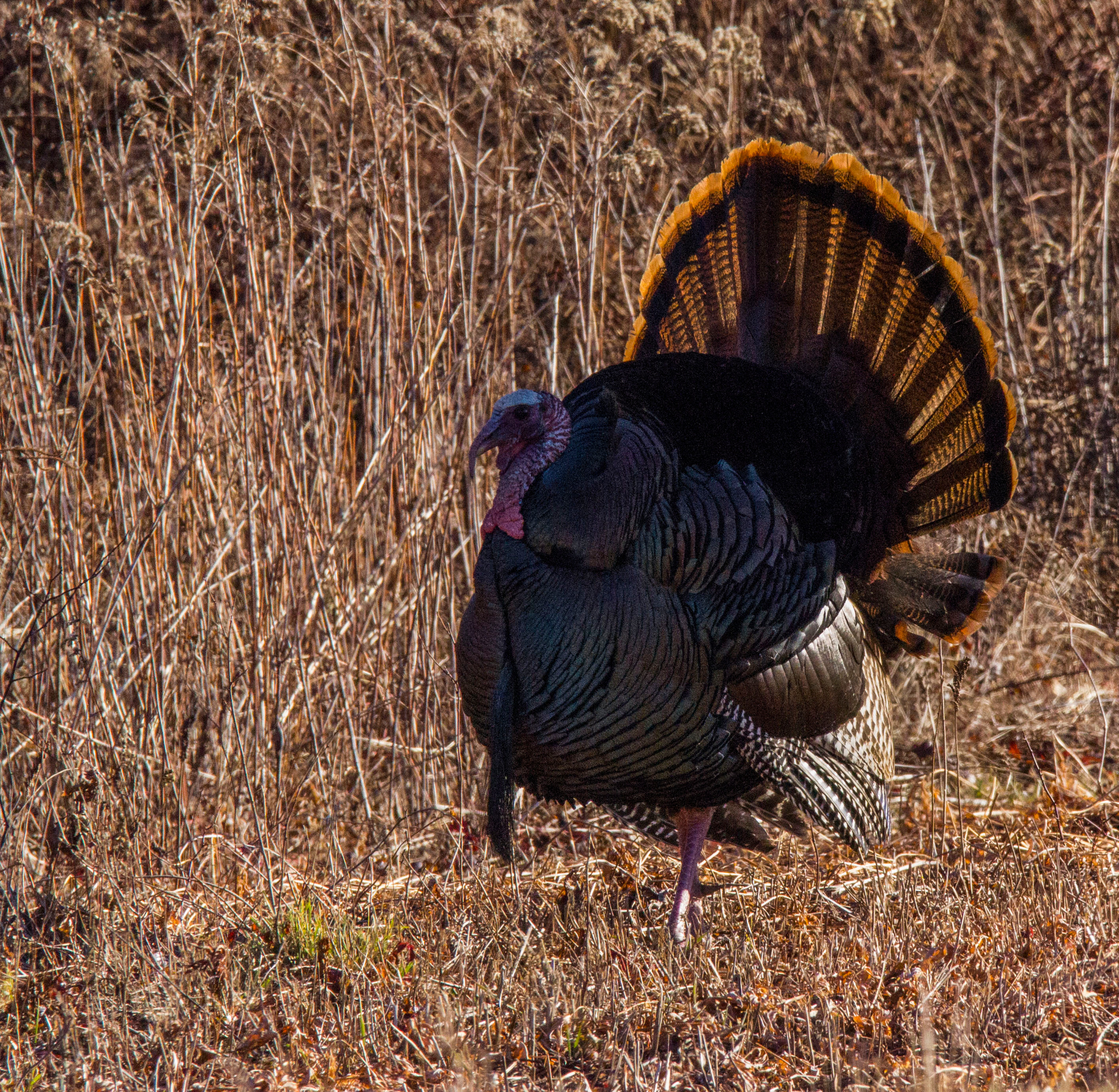 Sigma 150-600mm F5-6.3 DG OS HSM | C sample photo. Gobbler photography