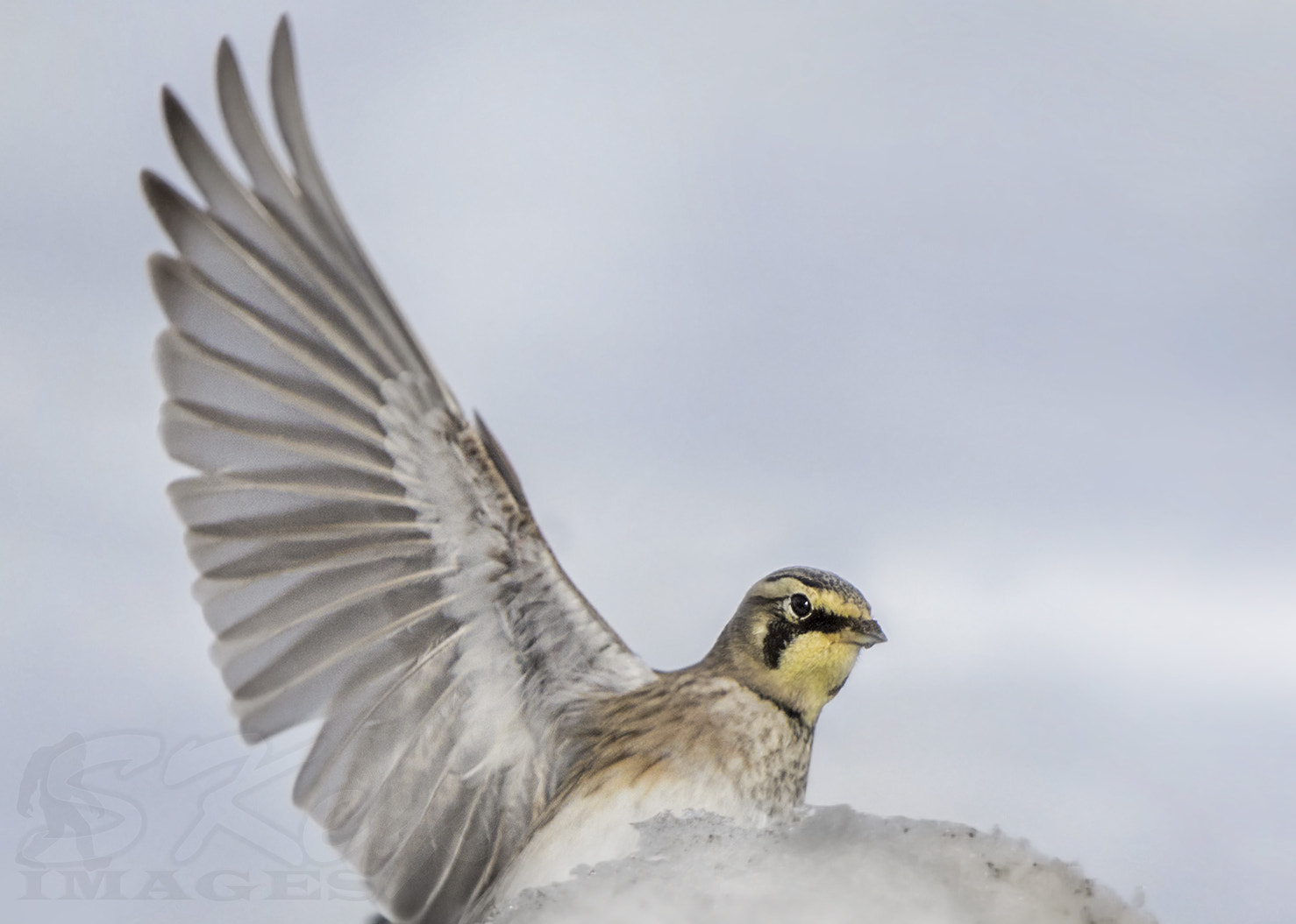 Nikon D7200 + Sigma 500mm F4.5 EX DG HSM sample photo. Larks wing (horned lark) photography