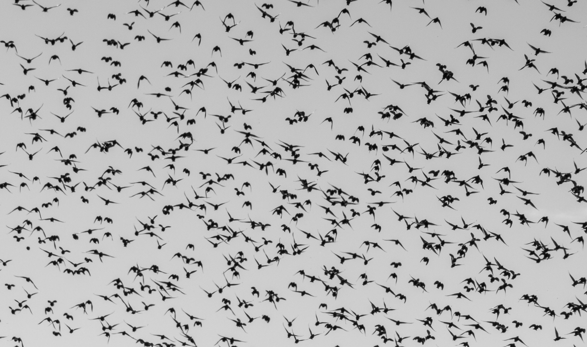 Sigma 150-600mm F5-6.3 DG OS HSM | C sample photo. Birds of a feather photography