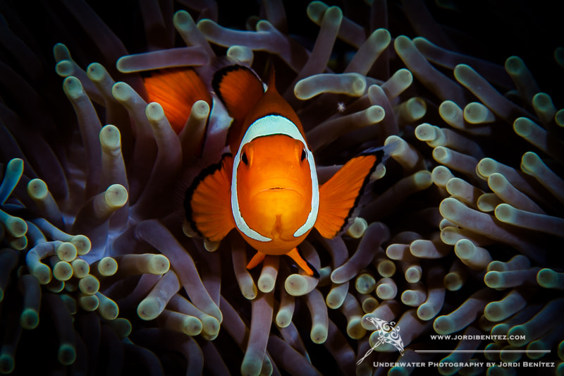 Canon EOS 7D + Canon EF 100mm F2.8 Macro USM sample photo. Anemonefish photography