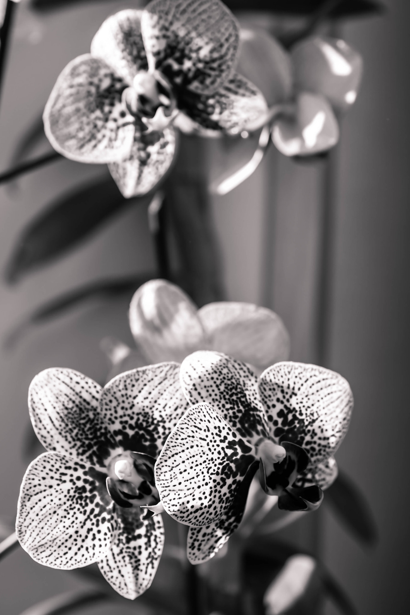 Nikon D3100 + Sigma 50mm F2.8 EX DG Macro sample photo. черный мрак орхидеи photography