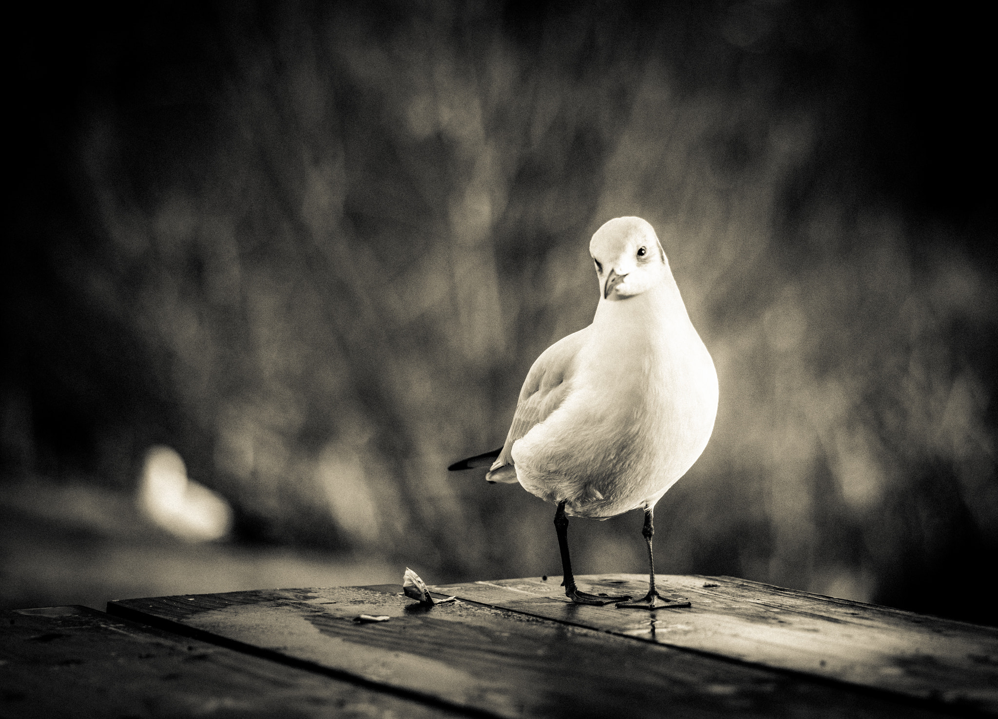 Nikon D810 + Sigma 105mm F2.8 EX DG Macro sample photo. Lonely soul photography