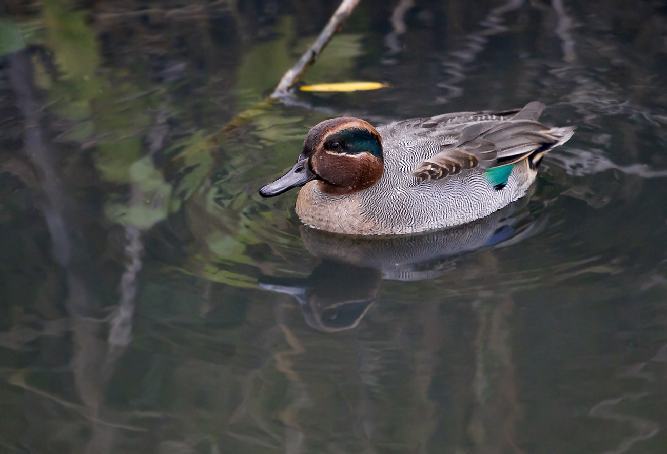 Canon EF 100-400mm F4.5-5.6L IS USM sample photo. Teal photography