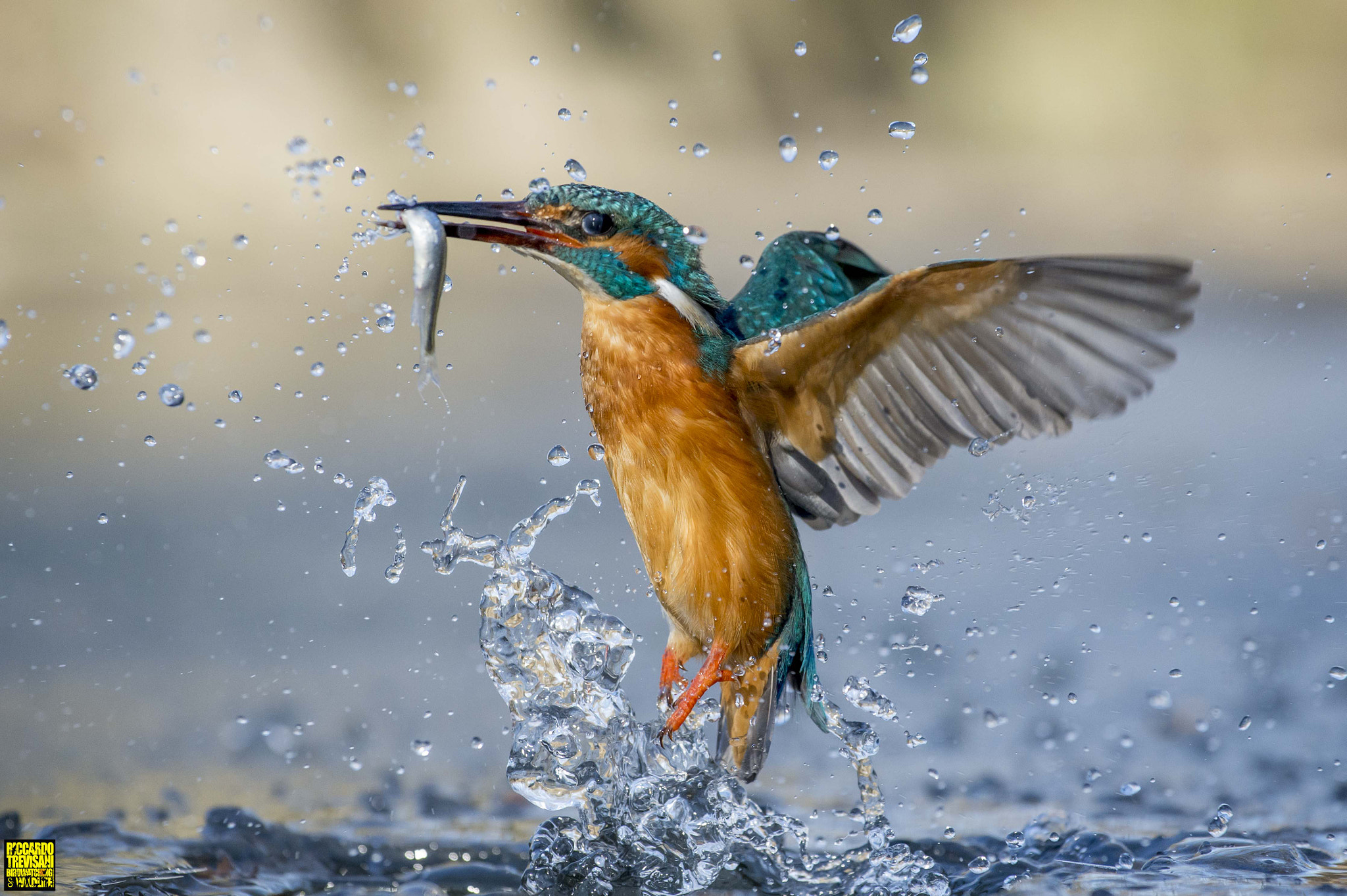 Nikon AF-S Nikkor 70-200mm F4G ED VR sample photo. Kingfisher in action photography