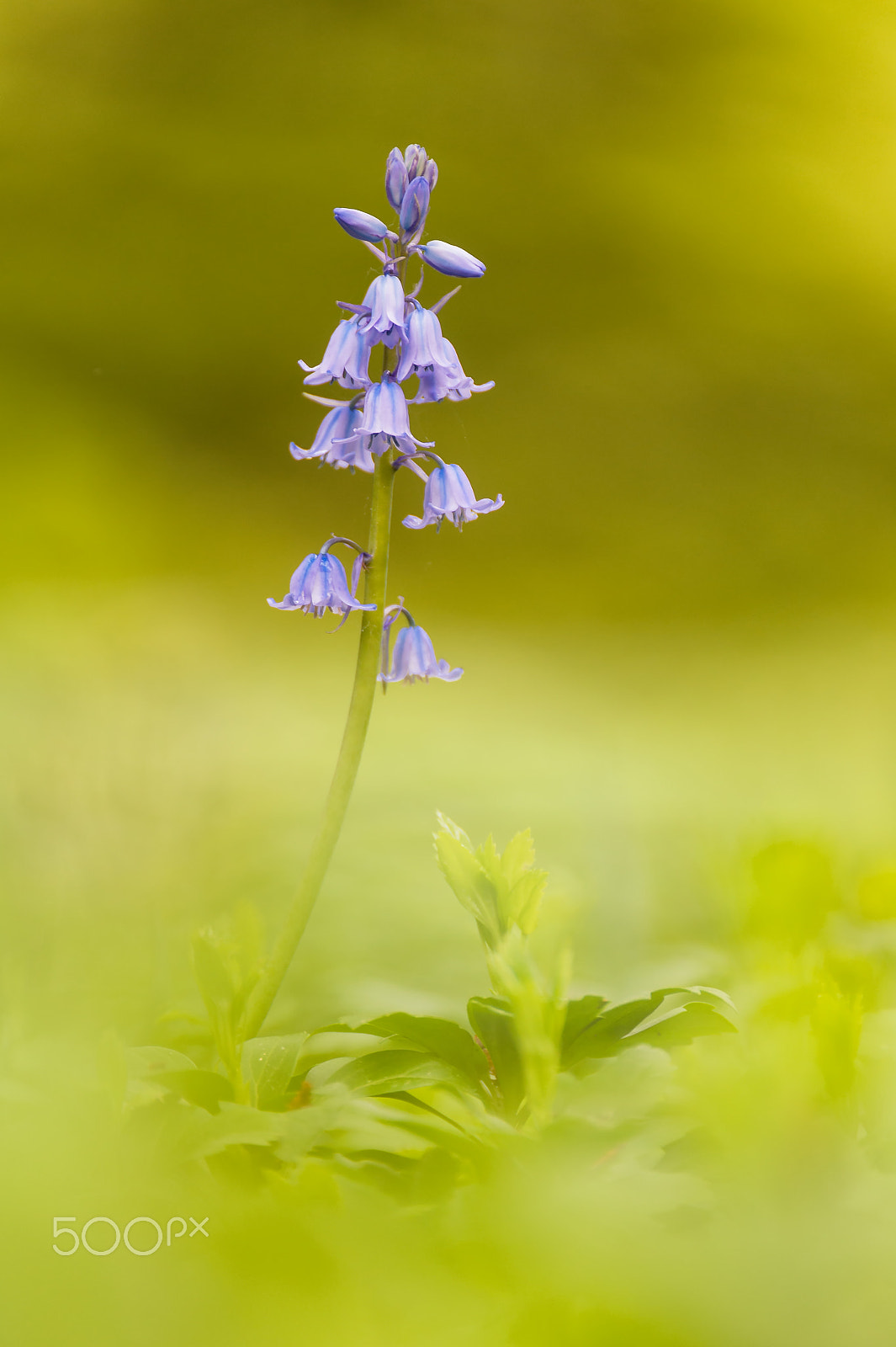 Sigma 120-300mm F2.8 EX DG HSM sample photo. Hyacinthoides (hasenglöckchen) photography