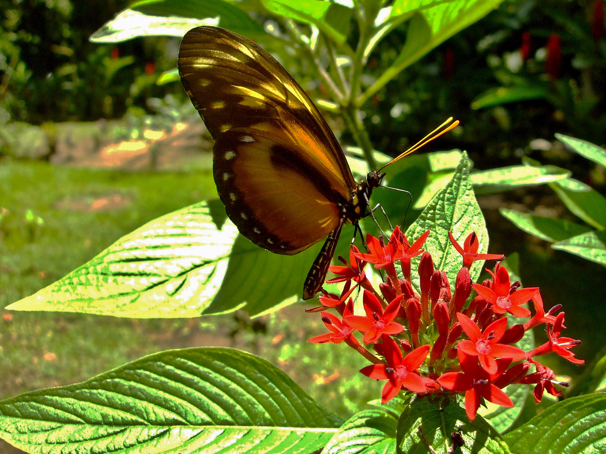 Fujifilm FinePix V10 sample photo. Butterfly photography