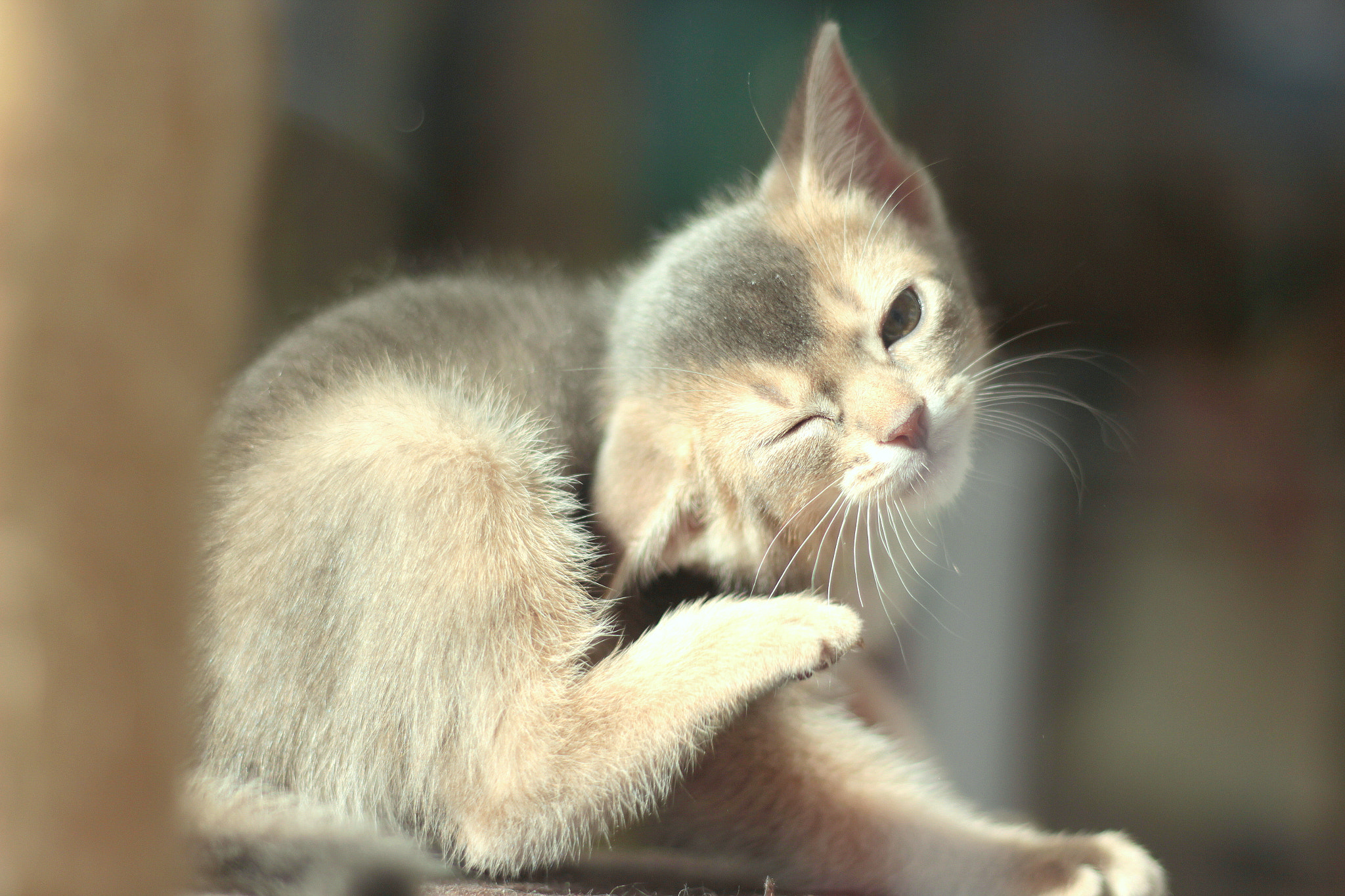 Canon EOS 650D (EOS Rebel T4i / EOS Kiss X6i) sample photo. Cute kitten photography
