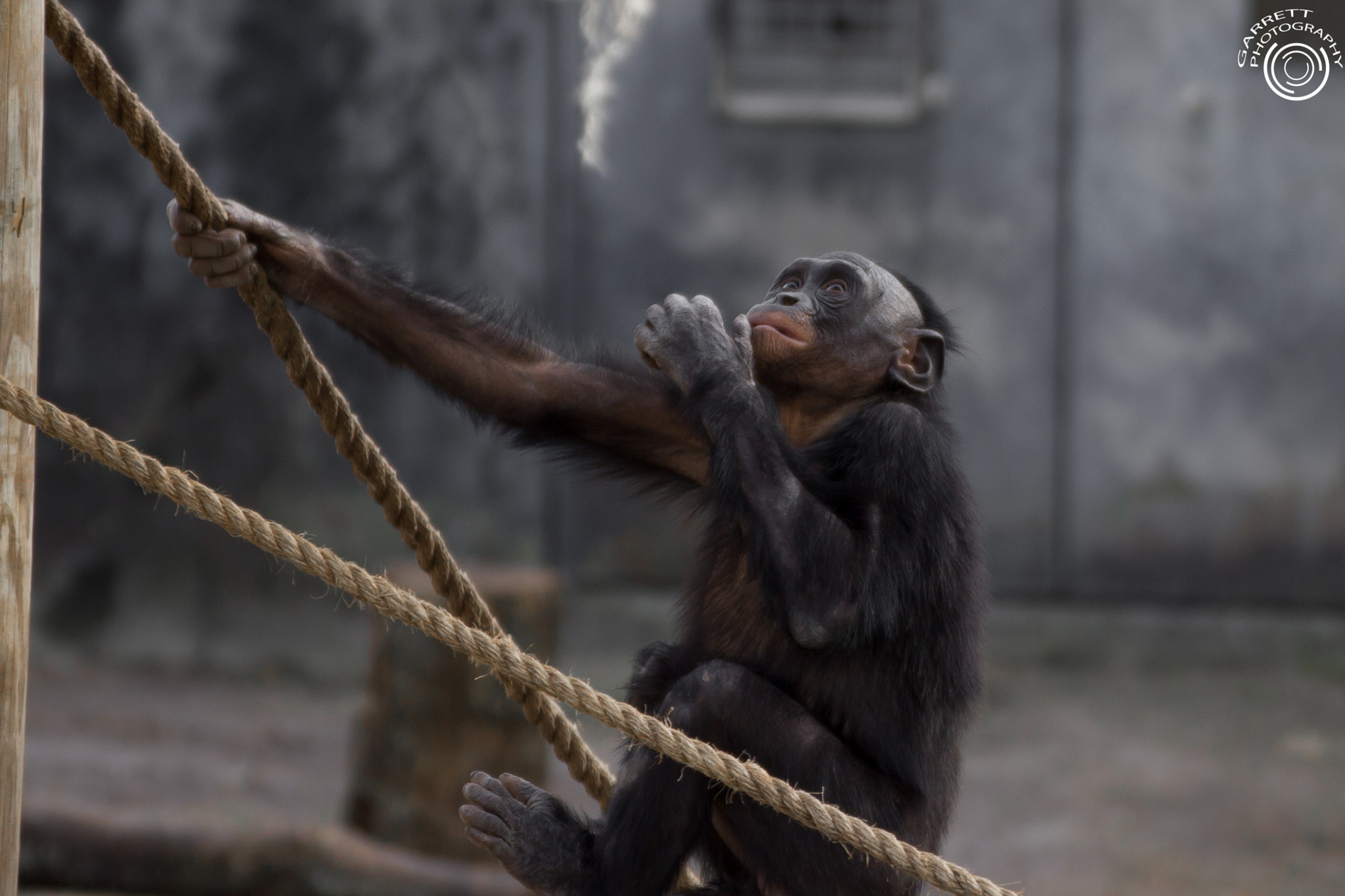 Tamron SP 35mm F1.8 Di VC USD sample photo. Playful chimp ii photography