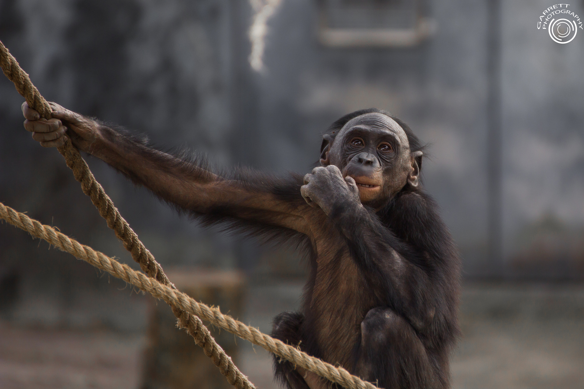 Tamron SP 35mm F1.8 Di VC USD sample photo. Playful chimp photography