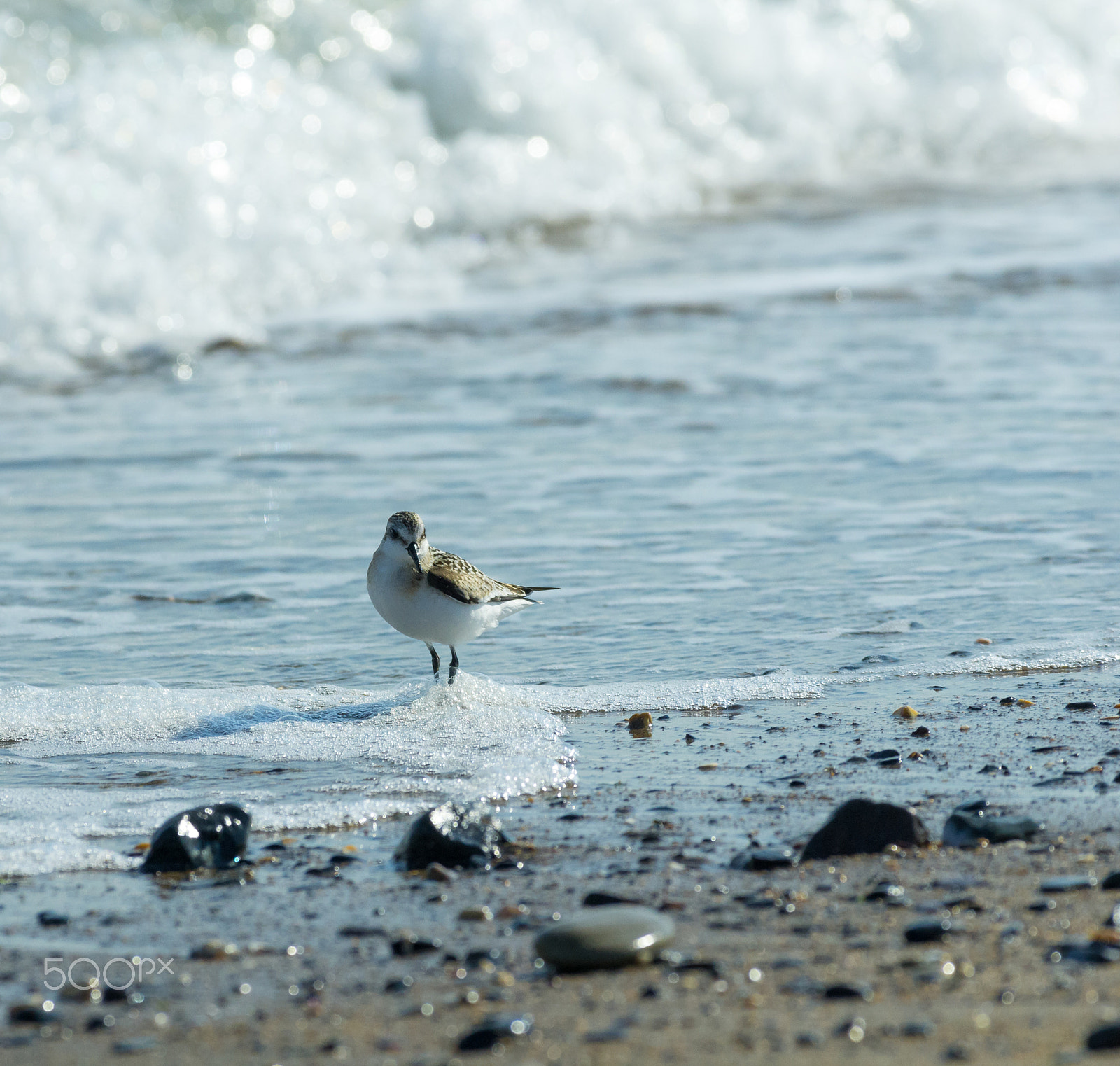Pentax smc DA* 300mm F4.0 ED (IF) SDM sample photo. Bird photography