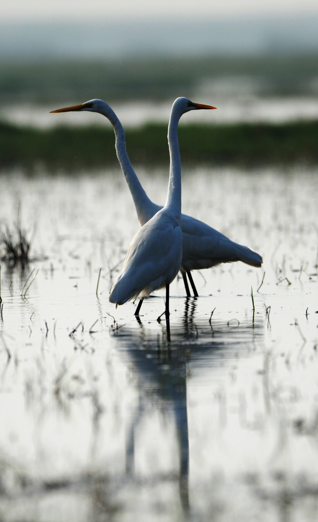 Nikon AF-S Nikkor 200-500mm F5.6E ED VR sample photo. Twin birds photography