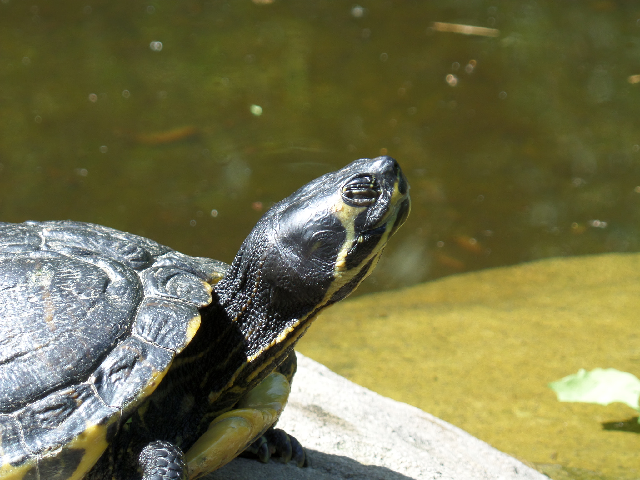 Samsung WB800F sample photo. Turtle photography