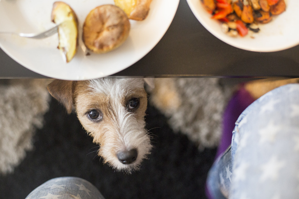 hungry by Daria Kusch on 500px.com