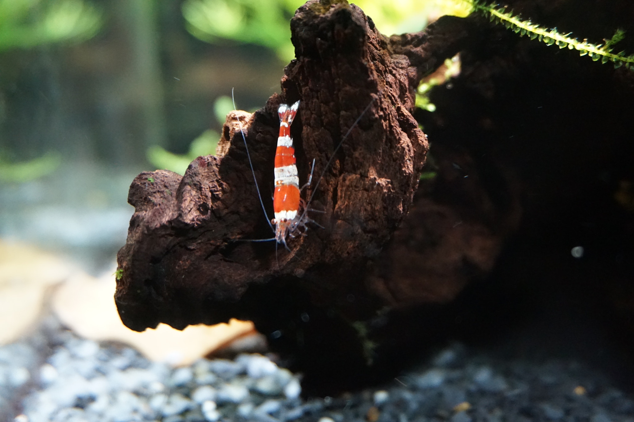Sony E 16-50mm F3.5-5.6 PZ OSS sample photo. Golden bee shrimp photography