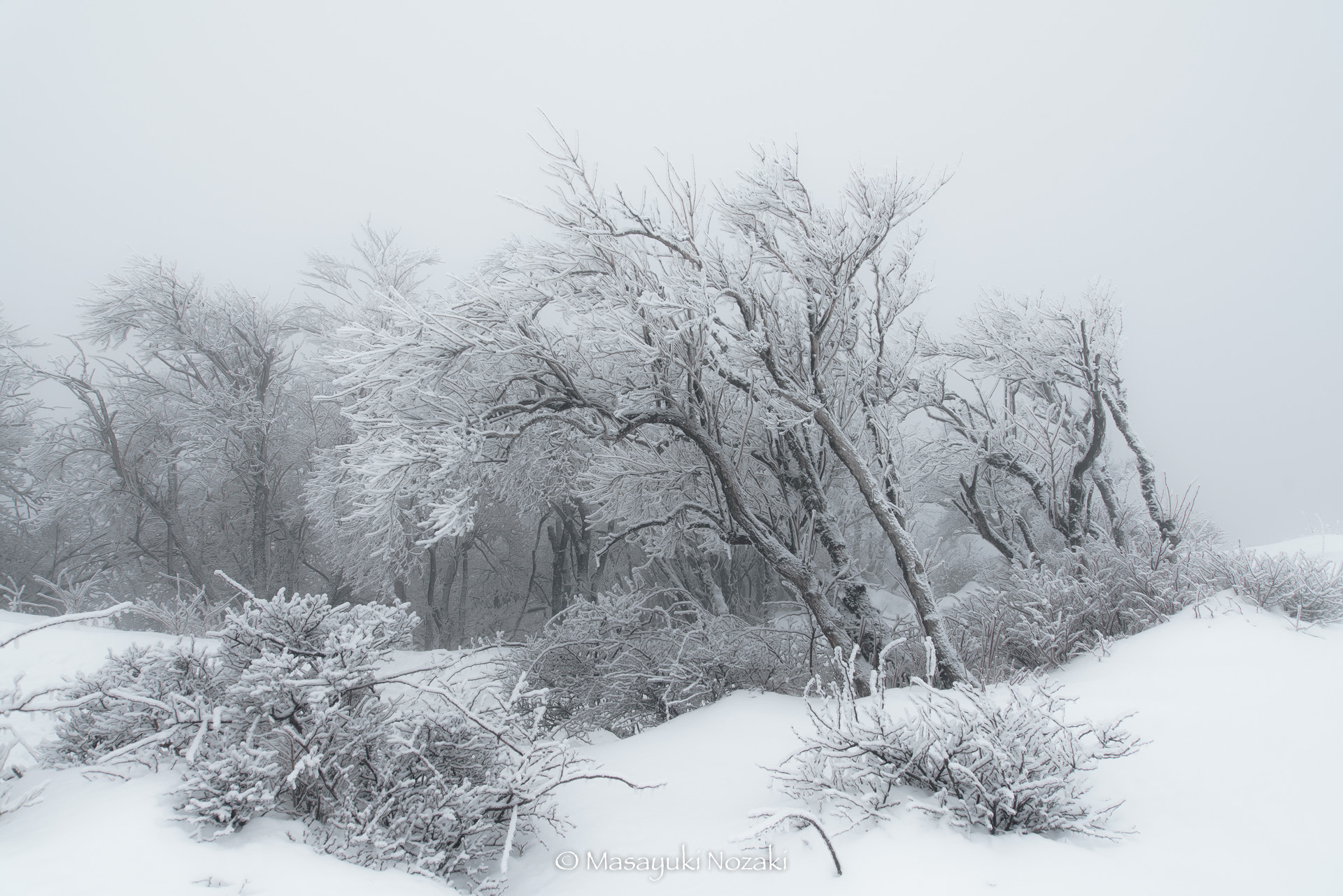Tamron 18-270mm F3.5-6.3 Di II PZD sample photo. Whiteout photography