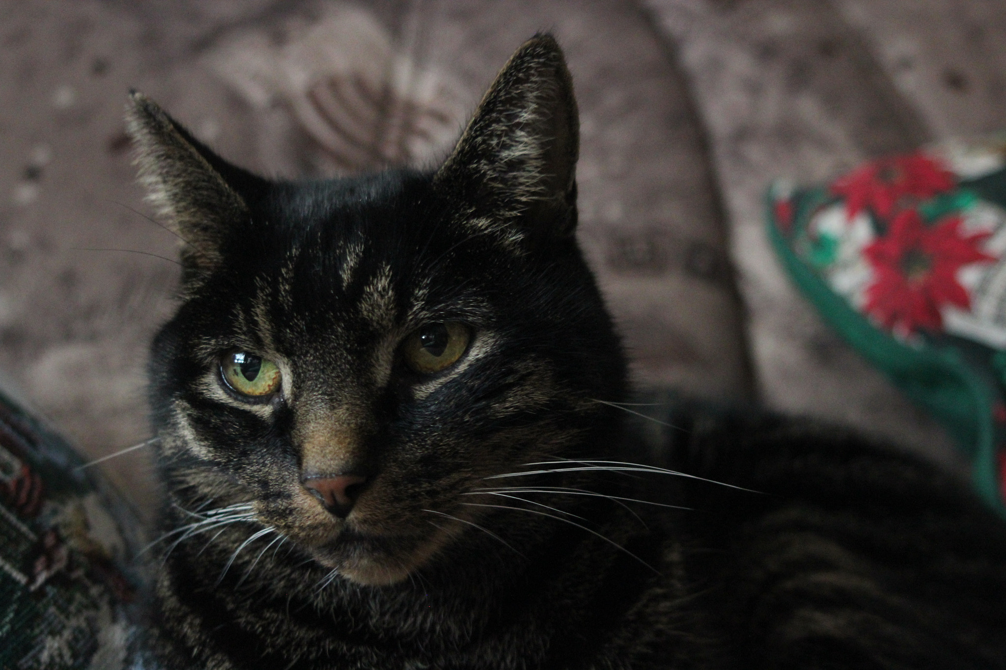 Canon EF 38-76mm f/4.5-5.6 sample photo. Cat photography