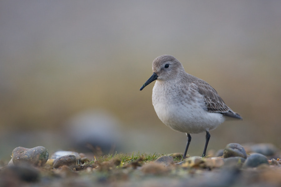 Canon EOS-1D Mark III + Canon EF 500mm F4L IS USM sample photo. Dunlin photography