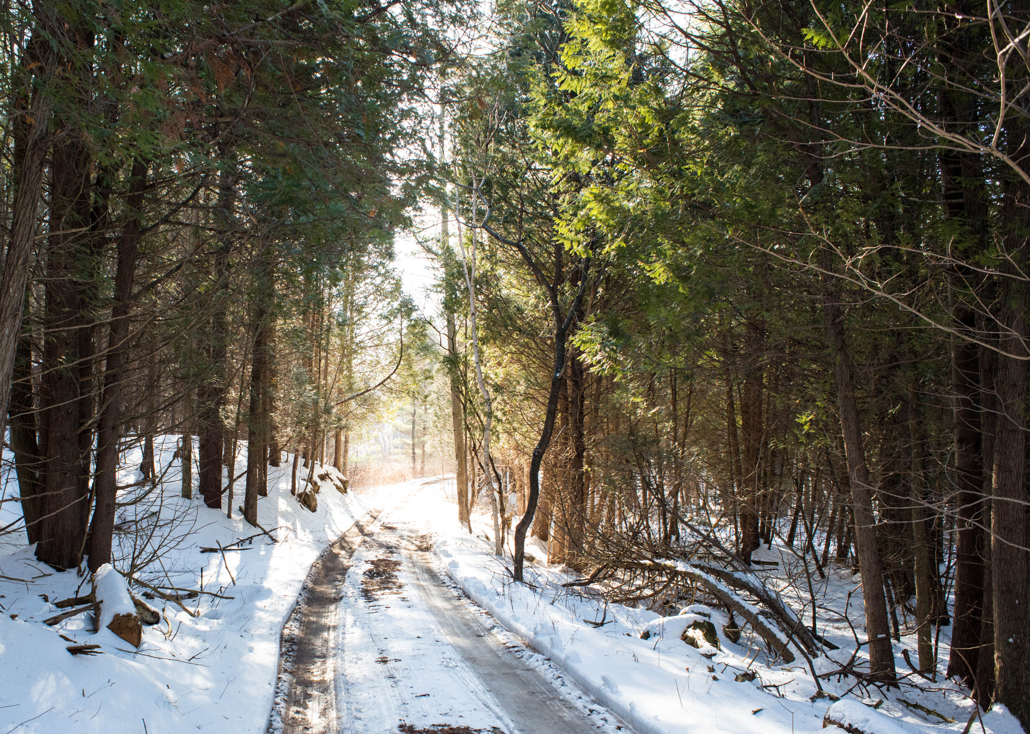Nikon D800 + Nikon AF Nikkor 24mm F2.8D sample photo. Sun through the trees // winter  photography