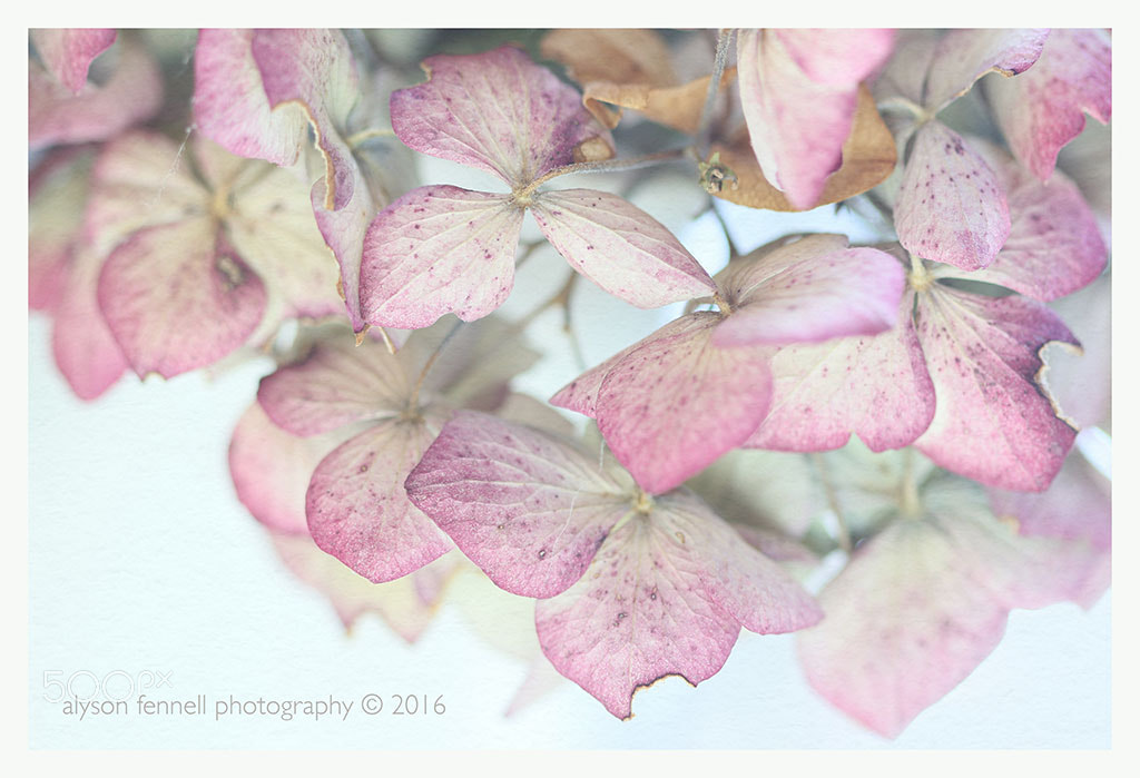 Canon EF 100mm F2.8 Macro USM sample photo. Dusky pink hydrangea photography