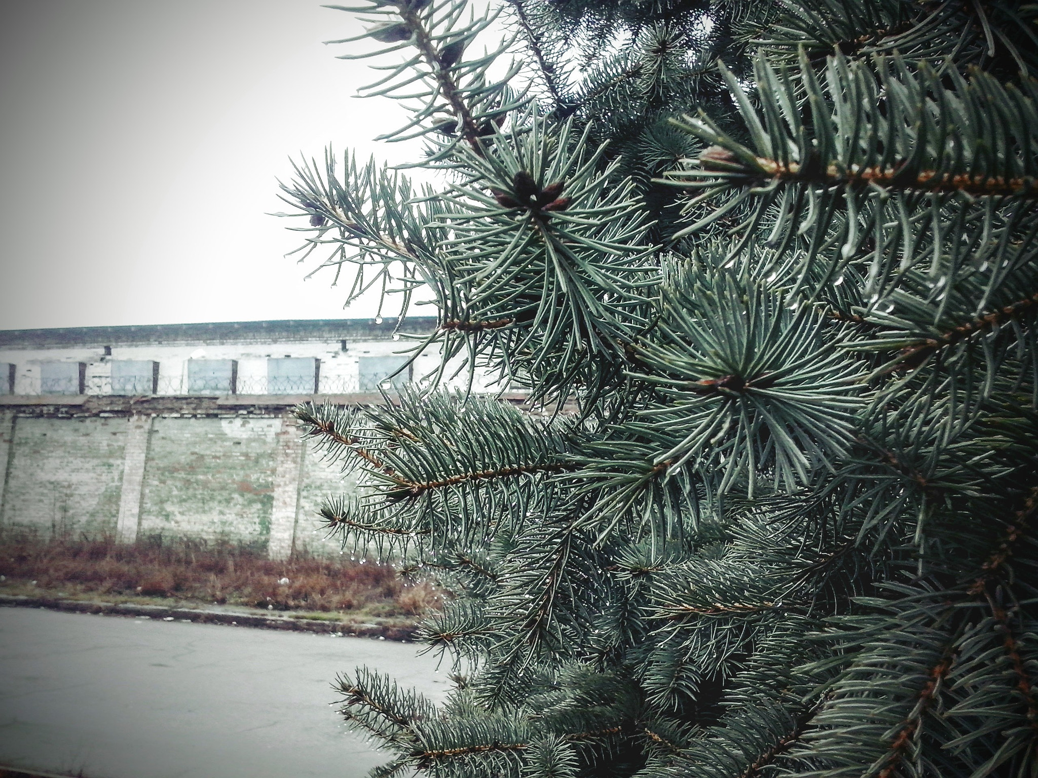 LG OPTIMUS L5 II sample photo. [] photography