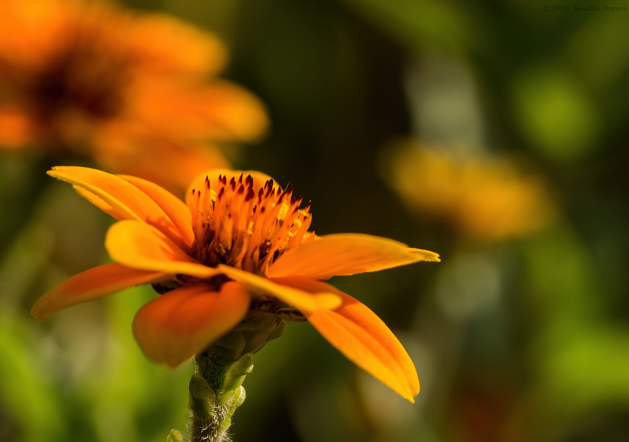 Sony SLT-A58 + Sigma AF 105mm F2.8 EX [DG] Macro sample photo. Orange flower photography