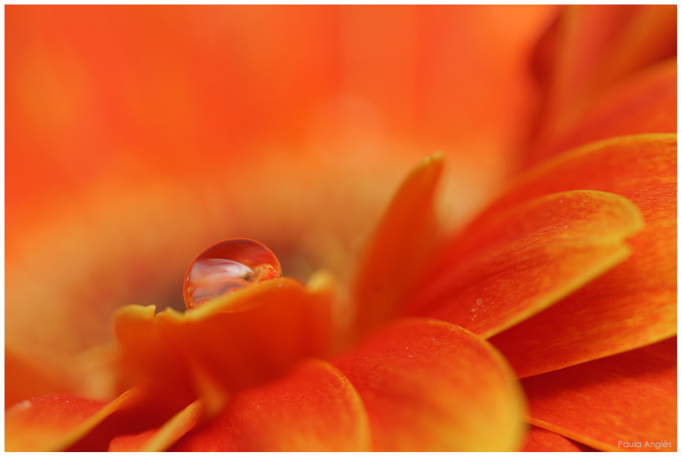 Sony a99 II + 90mm F2.8 Macro SSM sample photo. Orange photography