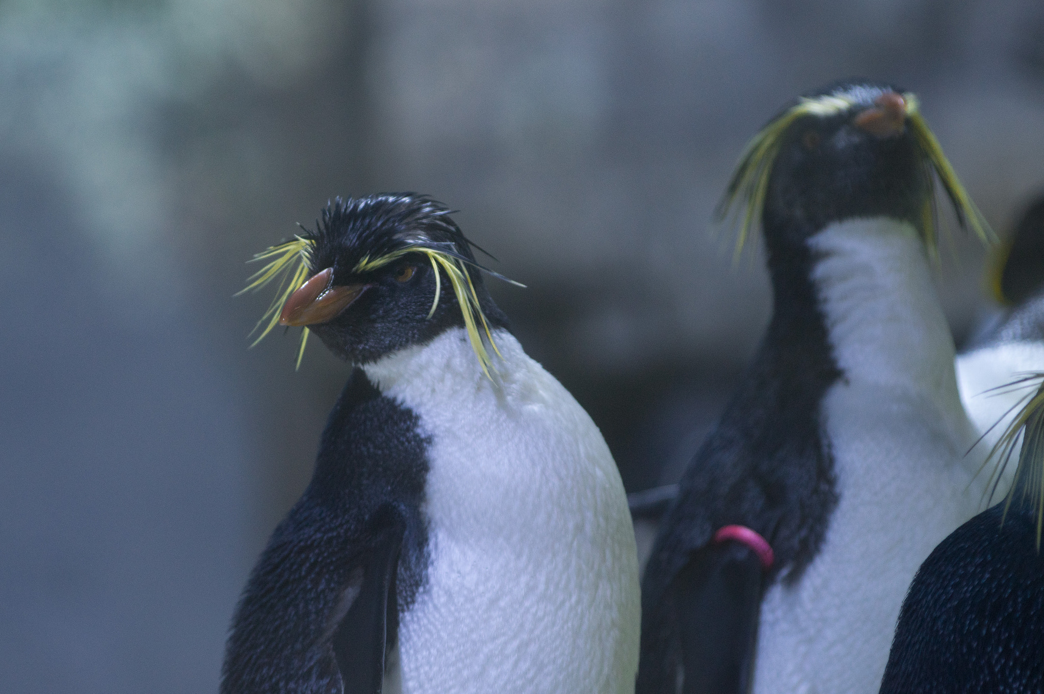 Pentax smc DA* 60-250mm F4.0 ED (IF) SDM sample photo. Pinguin photography