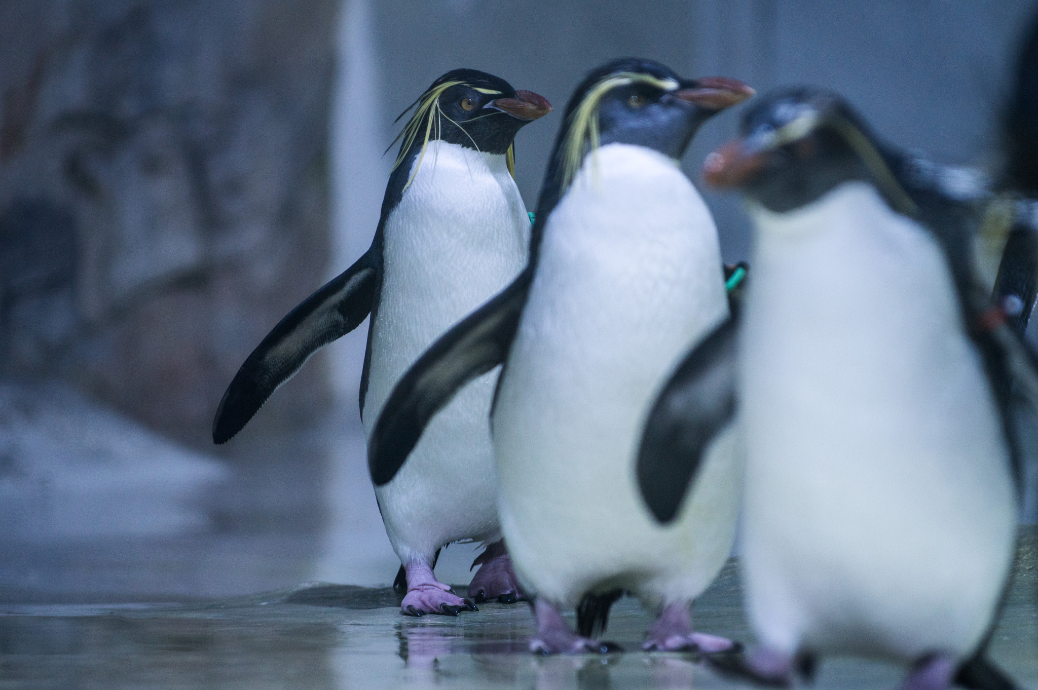 Pentax smc DA* 60-250mm F4.0 ED (IF) SDM sample photo. Pinguin photography