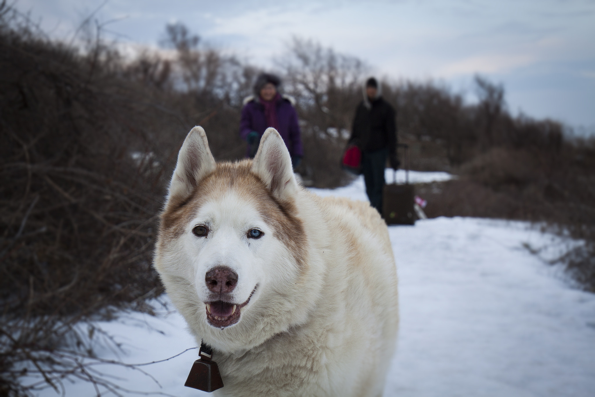 Canon EOS 500D (EOS Rebel T1i / EOS Kiss X3) + Canon EF 16-35mm F4L IS USM sample photo. Husky photography