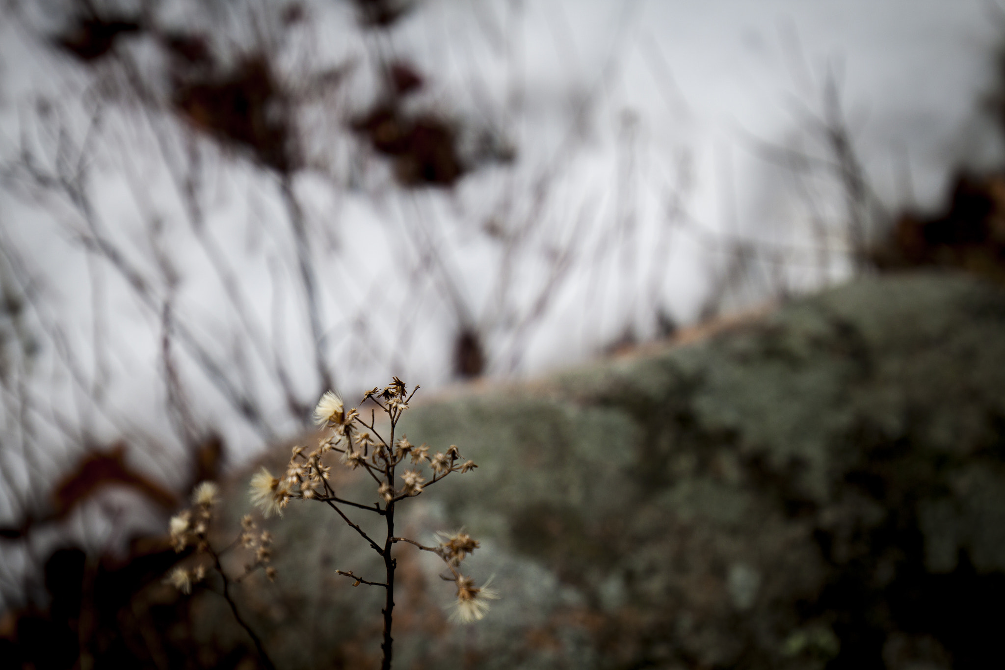 Canon EOS 500D (EOS Rebel T1i / EOS Kiss X3) + Canon EF 16-35mm F4L IS USM sample photo. Fossil photography