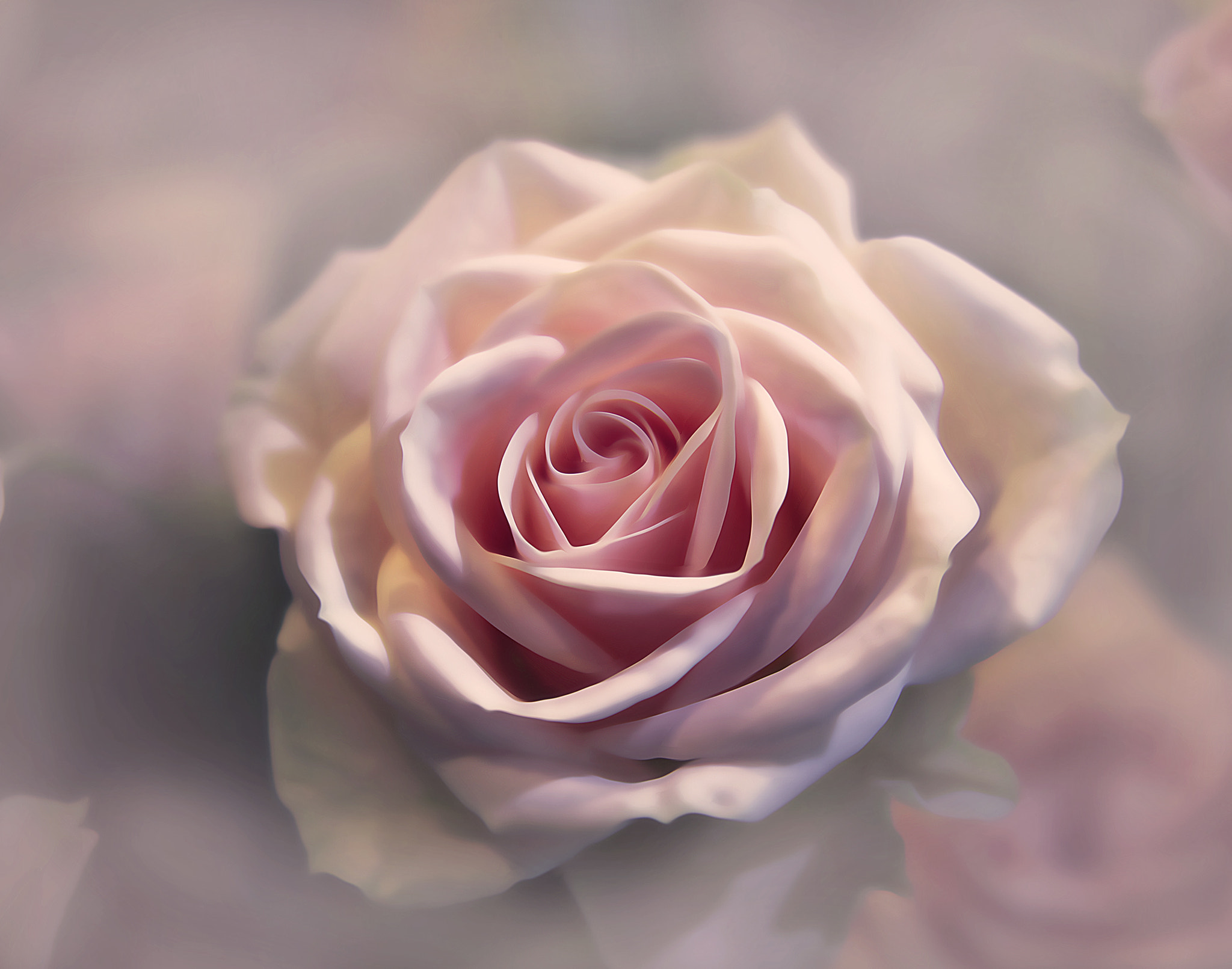 Gentle Rose by Heini Drui / 500px