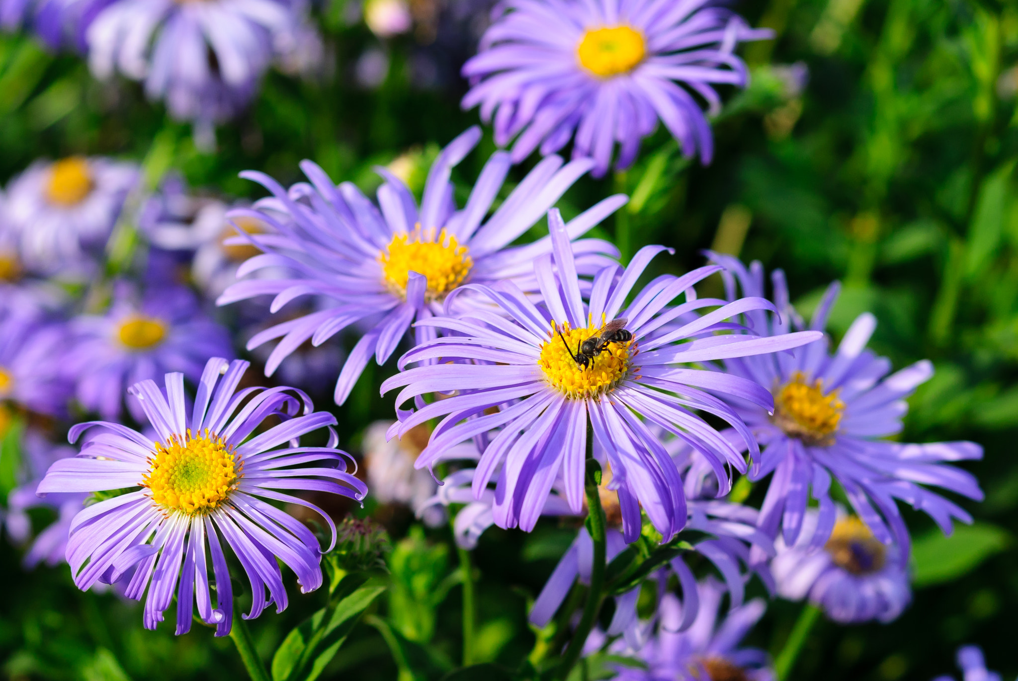 Sony Alpha DSLR-A300 + 35-70mm F4 sample photo. Insect and aster photography