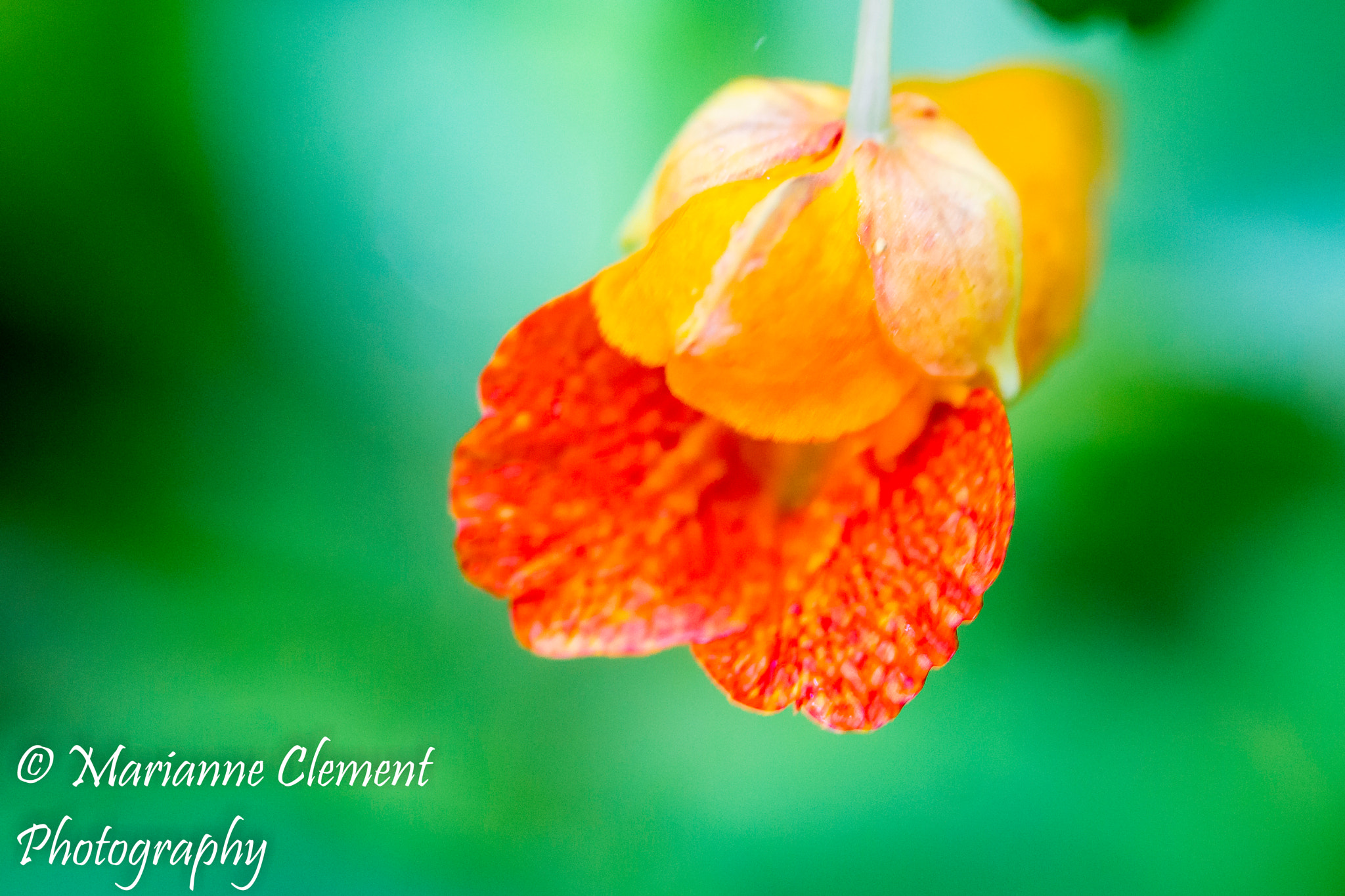 Canon EF-S 60mm F2.8 Macro USM sample photo. Ready to bloom photography